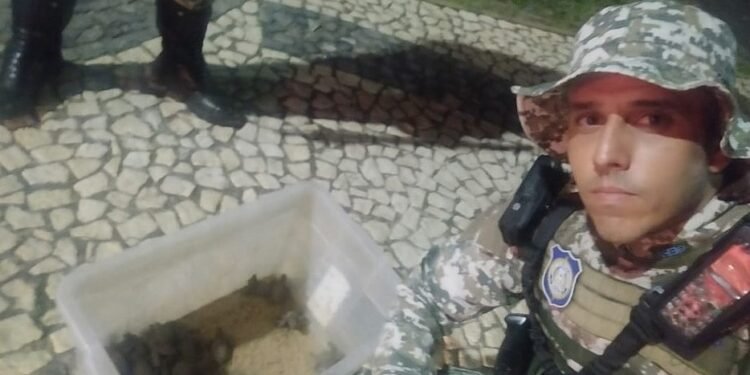 Guarda Civil resgata 70 tartarugas na orla de Salvador