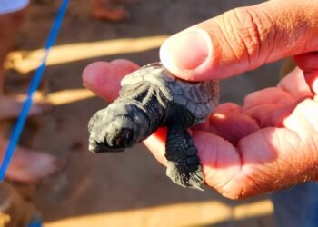 Ambientalistas do Condomínio Busca Vida realizam 1ª Soltura de Tartarugas Marinhas de 2023
