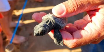 Ambientalistas do Condomínio Busca Vida realizam 1ª Soltura de Tartarugas Marinhas de 2023