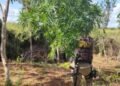 Rondesp Chapada erradica oito mil pés de maconha em Baixa Grande