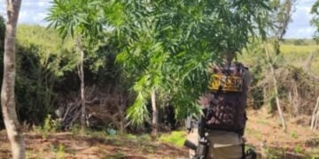Rondesp Chapada erradica oito mil pés de maconha em Baixa Grande