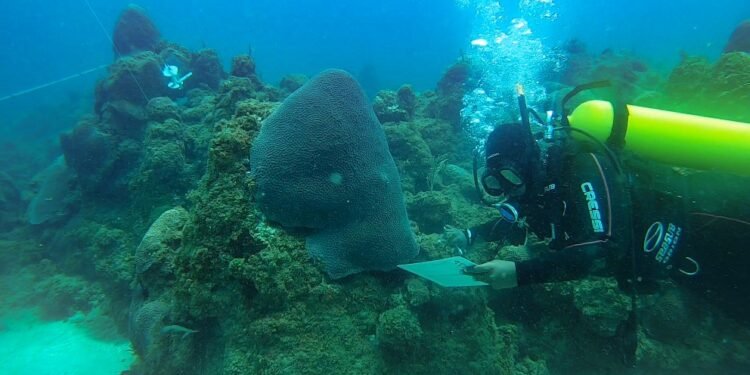Projeto Mares une pesquisadores e comunidade em ações de restauração do ambiente marinho na Ilha de Itaparica