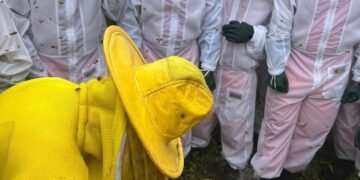 Bombeiros do 8º GBM se especializam em Captura e Transporte de Enxames de Abelhas