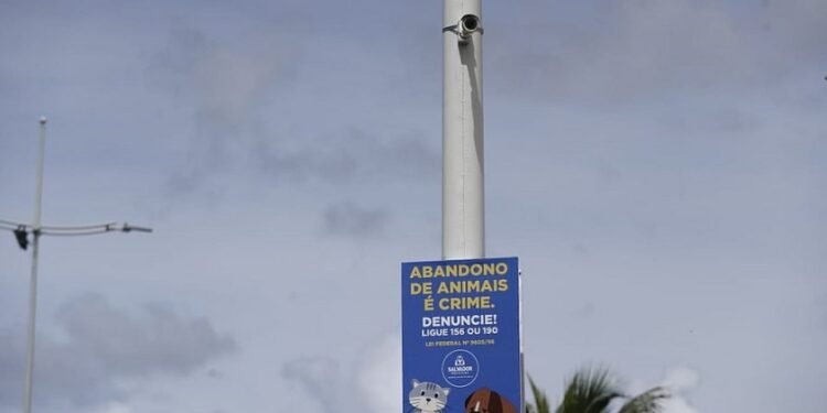 Câmeras de monitoramento são instaladas em frente à colônia de gatos em Piatã