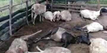 Luciano Araujo denuncia extermínio de caprinos e ovinos na Região do Sisal