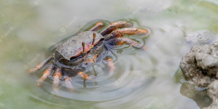Até 27 de março, ambientalistas e moradores de Busca Vida seguem mobilizados por causa do período de defeso do caranguejo-uçá
