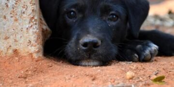 Bruno Reis sanciona lei que determina punição a quem cometer maus tratos aos animais