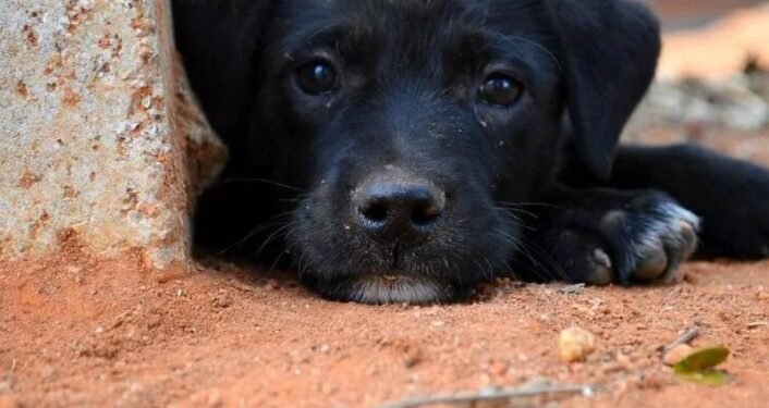 Bruno Reis sanciona lei que determina punição a quem cometer maus tratos aos animais