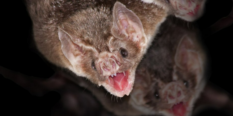 Sesab confirma nove casos de morcegos infectados com raiva