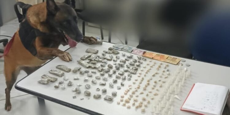 Cão do 8º BPM localiza ecstasy, maconha, cocaína e crack em Trancoso