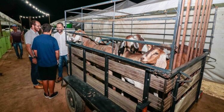 Feira do Bode de Juremal começa com a recepção dos animais e acolhida dos criadores