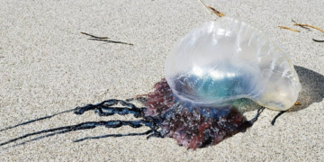 Salvador acende alerta para presença de caravelas nas praias