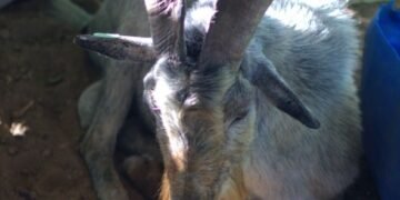 Prefeitura de Juazeiro anuncia calendário das Feiras do Bode em 2023