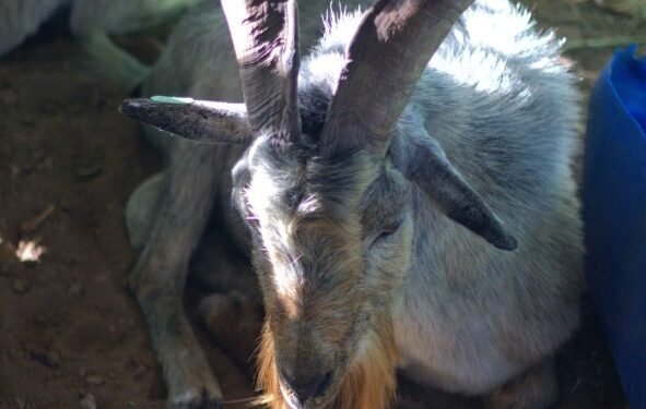 Prefeitura de Juazeiro anuncia calendário das Feiras do Bode em 2023