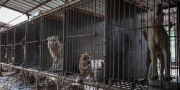 Prefeitura de Cravolândia publica decreto que autoriza o “abate” de animais em situação de rua