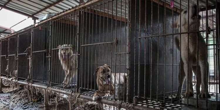 Prefeitura de Cravolândia publica decreto que autoriza o “abate” de animais em situação de rua