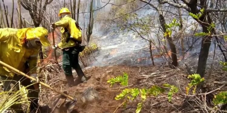 ICMBio abre edital para seleção de brigadistas em Sento Sé