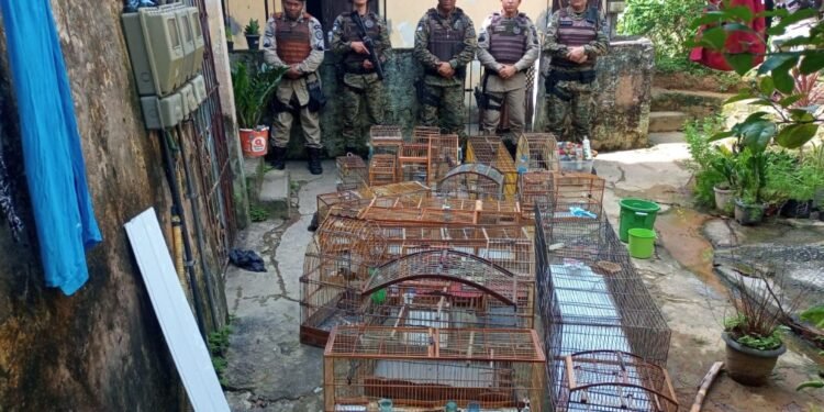 Coppa resgata aves e jabutis silvestres em Sussuarana