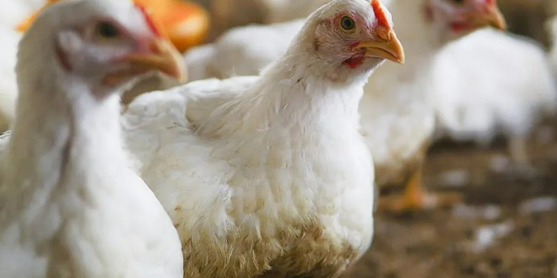 Sesab emite comunicado de risco sobre gripe aviária