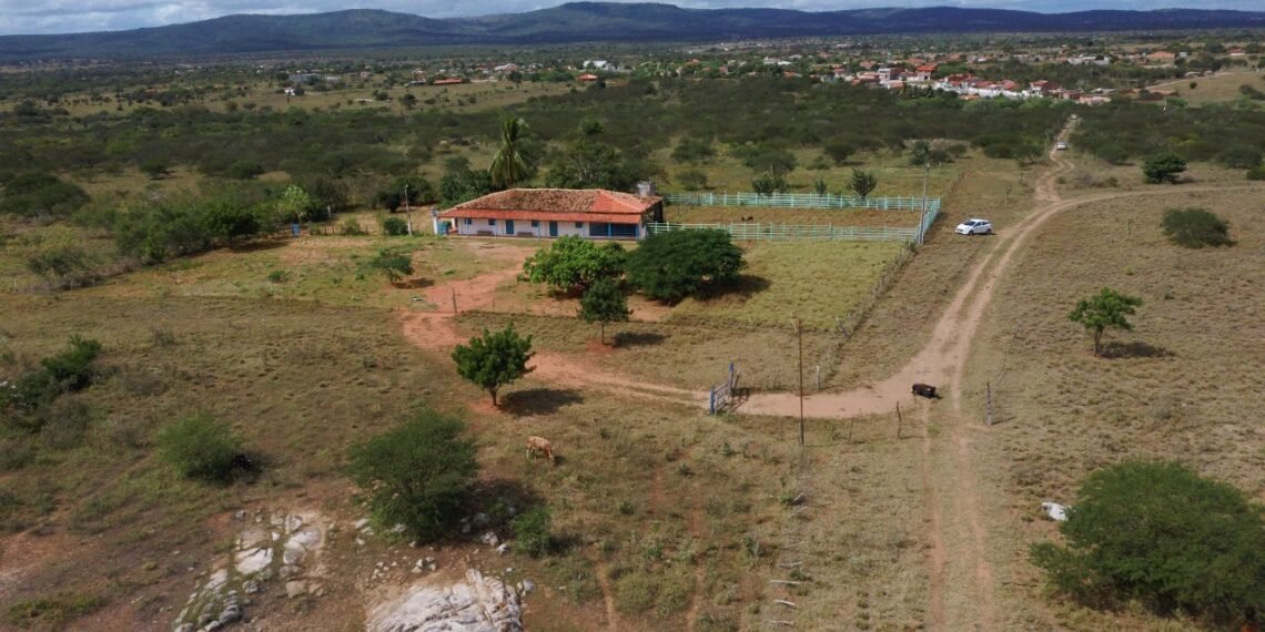 ONG da Bahia lança Projeto Quintal CO2 Free com capacitação de coletores e produção de 24 mil mudas de árvores.