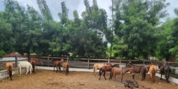 Prefeitura de Juazeiro intensifica apreensão de animais soltos em vias públicas