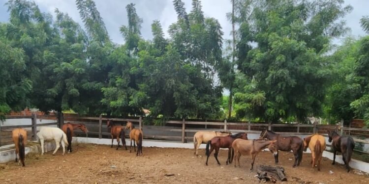 Prefeitura de Juazeiro intensifica apreensão de animais soltos em vias públicas