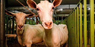 Gestão Suzana Ramos encerra 10ª Feira do Bode de Itamotinga