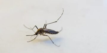 Denúncia aponta falta de agentes de endemias em Feira de Santana