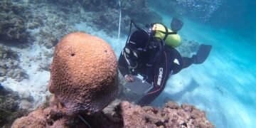 Iniciativa na Baía de Todos os Santos promoverá restauração de 1,5 km² dos recifes da APA das Pinaúnas