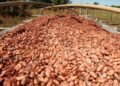 Bahia anuncia investimentos no setor produtivo do cacau