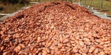 Bahia anuncia investimentos no setor produtivo do cacau