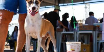 Foto: Lua Medrado - Ascom PMJ.