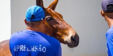 Prefeitura intensifica fiscalização de animais soltos nos distritos de Juazeiro