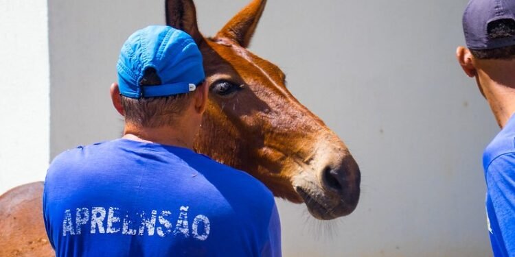 Prefeitura intensifica fiscalização de animais soltos nos distritos de Juazeiro
