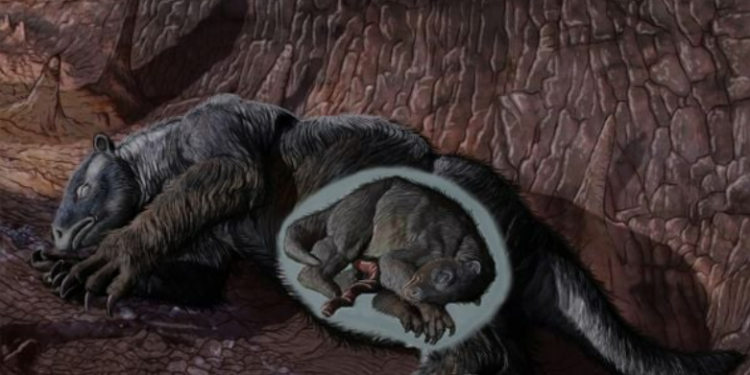 Fóssil raro de feto de preguiça é descoberto na Bahia; veja outras espécies achadas