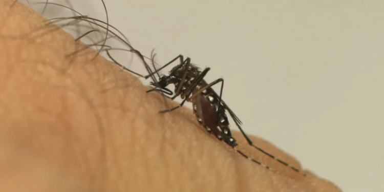 Quinta morte por dengue hemorrágica é confirmada na Bahia