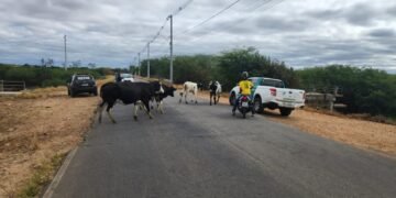 Operação Gado Zero: Prefeitura segue apreendendo animais de grande porte em Juazeiro