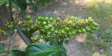 Crédito: Divulgação