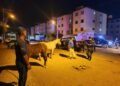 Prefeitura de Juazeiro intensifica fiscalização de animais soltos nas ruas com operação noturna
