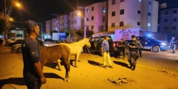 Prefeitura de Juazeiro intensifica fiscalização de animais soltos nas ruas com operação noturna