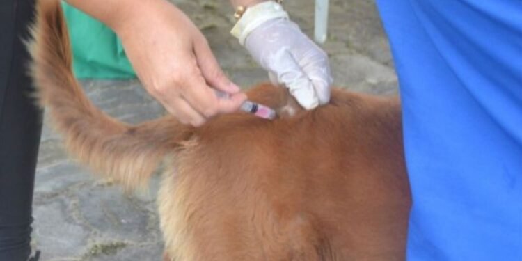 A vacinação contra a raiva é anual e direcionada a cães e gatos a partir de três meses de idade. Crédito: Divulgação/ Thiago Paixão