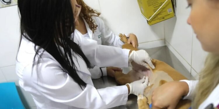 O objetivo da campanha é alertar os tutores sobre a importância da prevenção e do diagnóstico precoce da doença - Foto: Divulgação