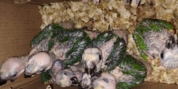 Quarenta e seis aves silvestres são resgatadas pela Cippa em Lençóis