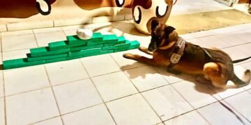 Fotos: Divulgação SSPBA