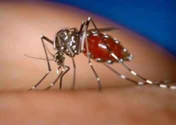 Secretaria de Saúde confirma 5ª morte por dengue na Bahia. Foto: Canva Fotos