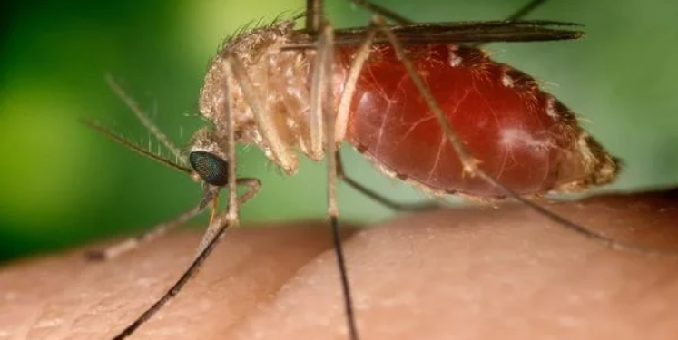 Culicoides paraensis, conhecido como maruim ou mosquito-pólvora Crédito: : Conselho Federal de Farmácia/Reprodução