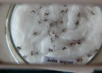 Mosquito da dengue Crédito: Arquivo/Agência Brasil