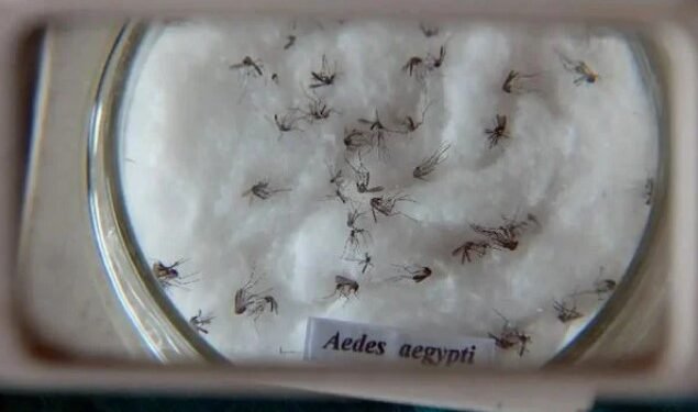 Mosquito da dengue Crédito: Arquivo/Agência Brasil