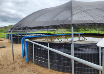 Unidades que já apresenta resultados - Foto: Associação dos Pequenos Criadores de Peixe da Lagoa do Junco