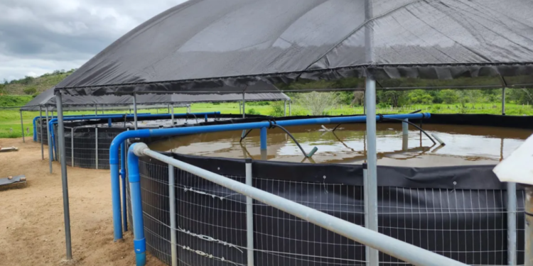 Unidades que já apresenta resultados - Foto: Associação dos Pequenos Criadores de Peixe da Lagoa do Junco